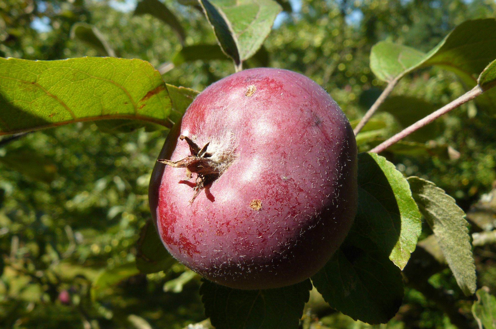 Aldenham Purpuräpple — rött ända in i kärnan
