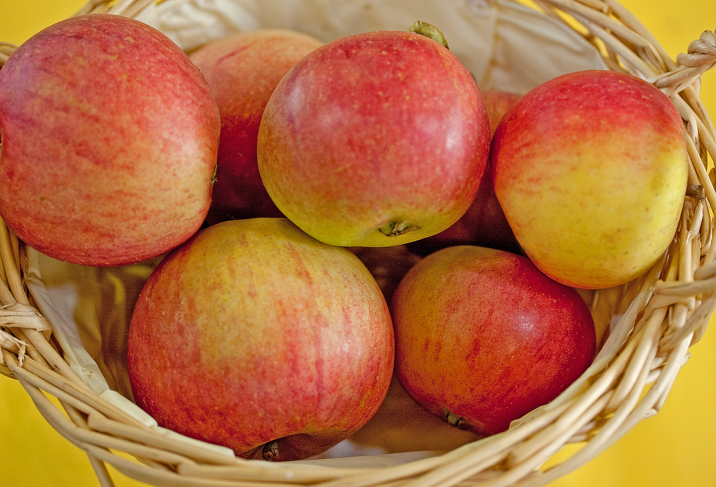 Allington — ett mångsidigt vinterdpple från England