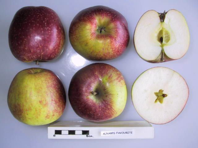 Alnarps favorit — svenskt framgångsäpple med McIntosh-arv