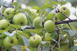 Antonovka — det ryska klassiska hushållsäpplet