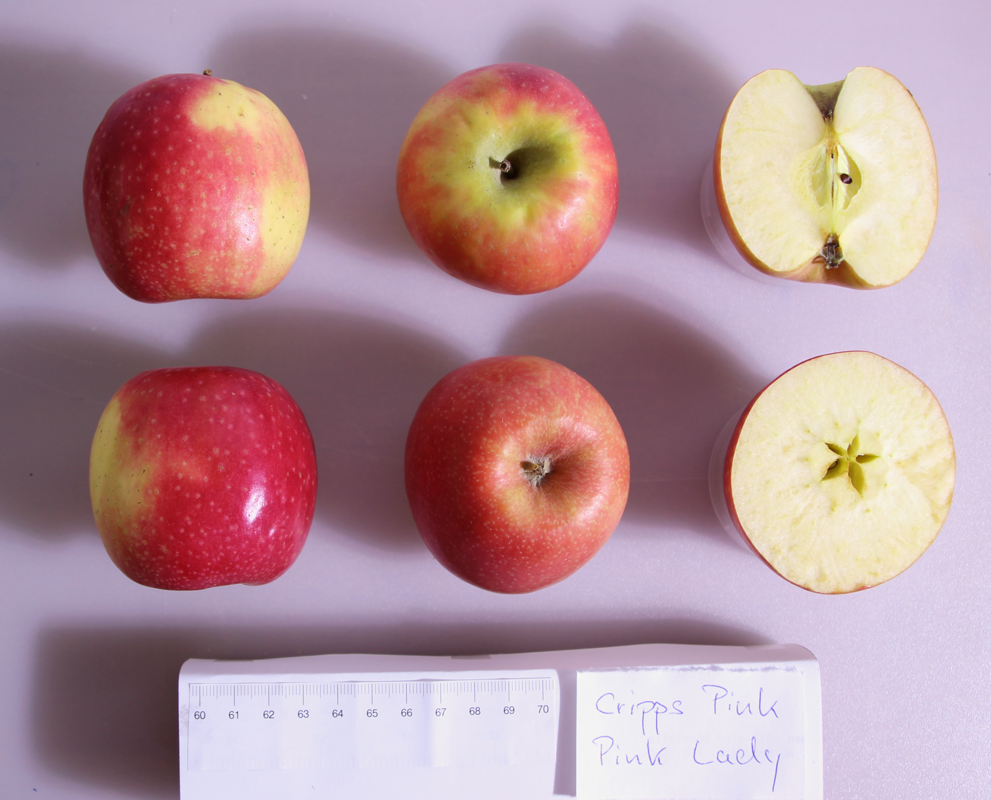 Cripps Pink — den ikoniska australienska äppelsorten