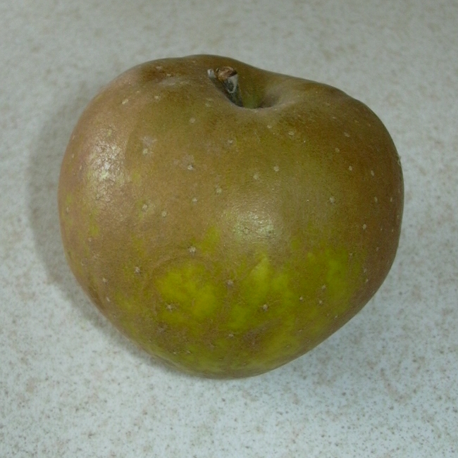 Egremont Russet — engelsk päronfärgad klassiker