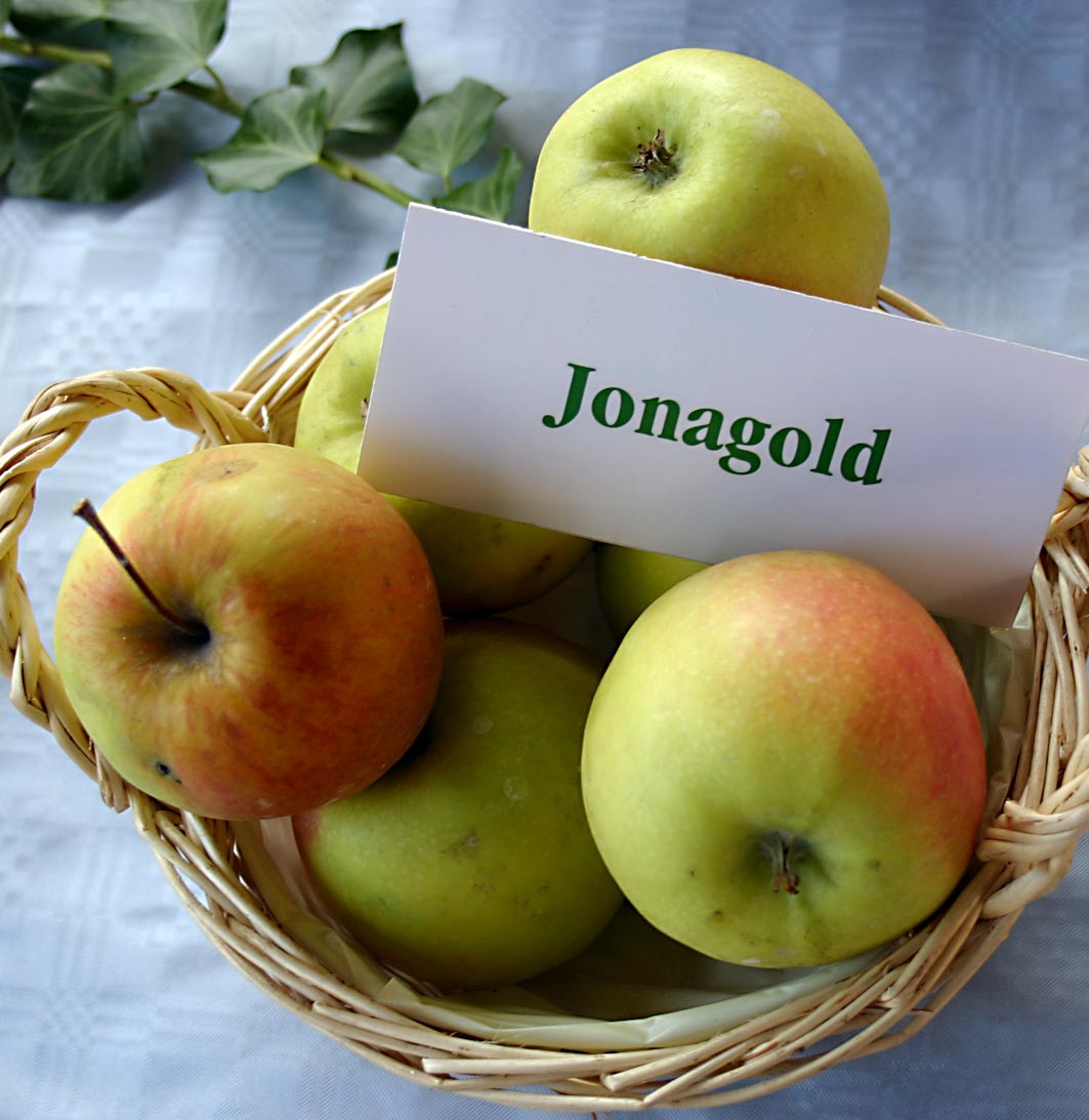 Jonagold — populär korsning med perfekt balans